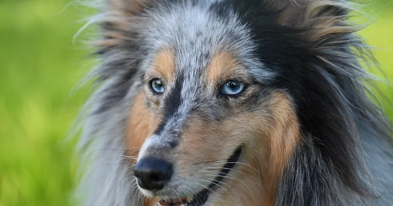 Sheltie Größe und Gewicht: was normal ist — und was nicht