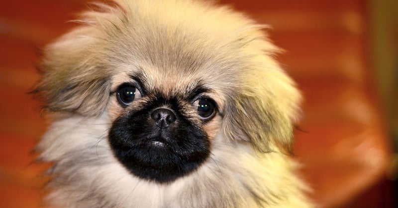 Wie lange ist ein Hund schwanger? Alle Fakten im Überblick