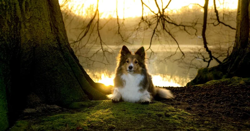 Sheltie Probleme: was die meisten Rassebücher verschweigen