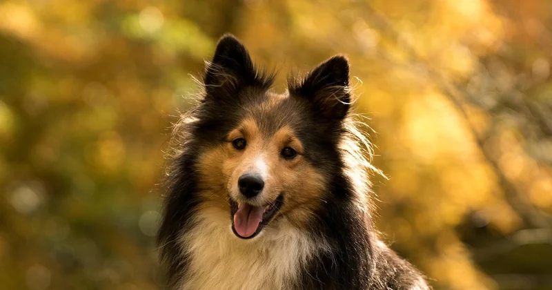 Wie lange lebt ein Sheltie — und was kostet das?