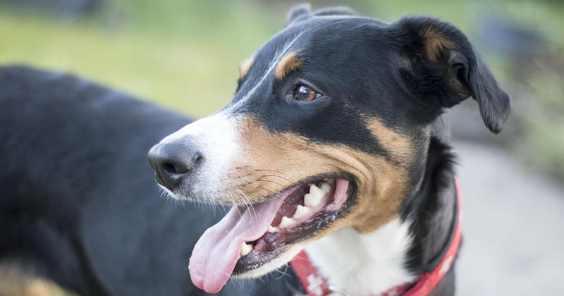Dürfen Hunde Brokkoli essen? Das solltest du unbedingt wissen