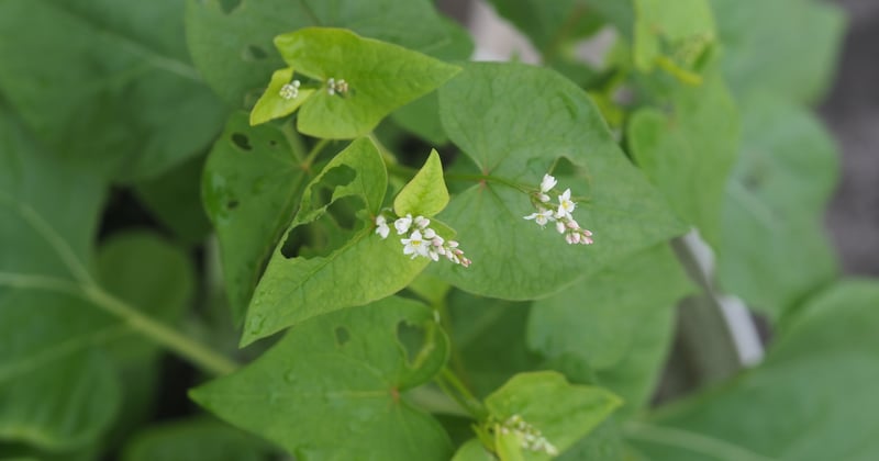 Buchweizen: 10 Gründe, warum das Superfood deine Küche erobert