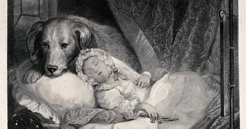Presa Canario: Der imposante Hütehund im Portrait